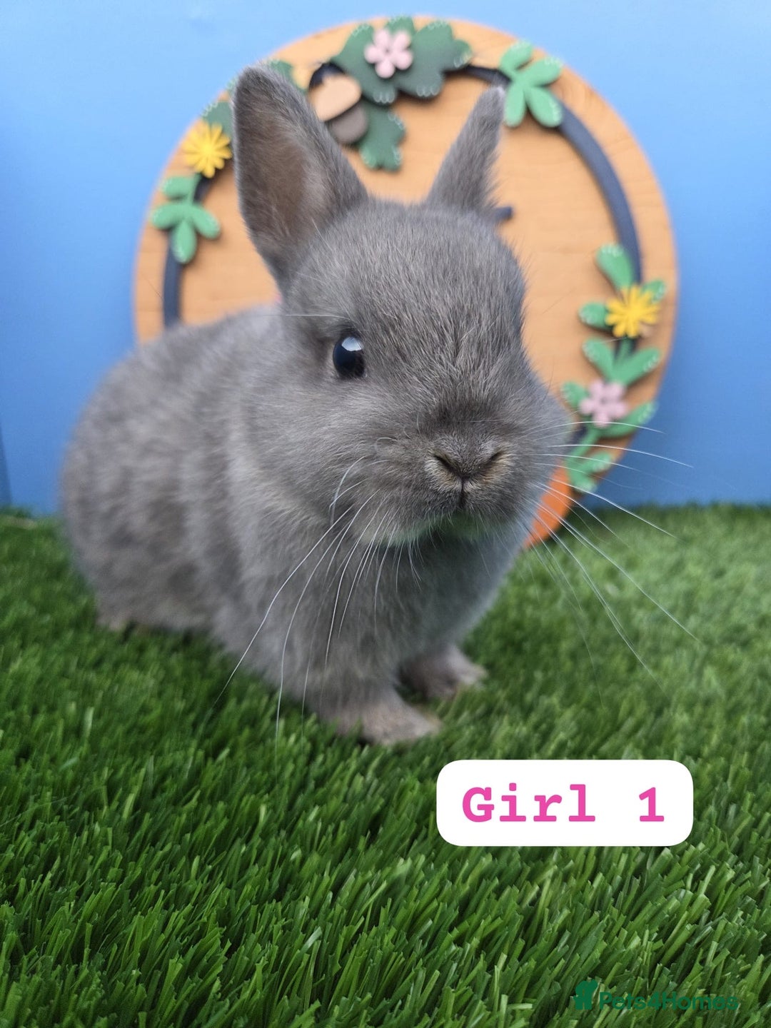 Netherland Dwarf rabbits for sale: Netherland Dwarf Baby Rabbits Girls Boys Buck Doe - Advert 2