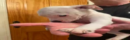 Mixed Breed dogs for sale: American Bully’s  - Advert 3