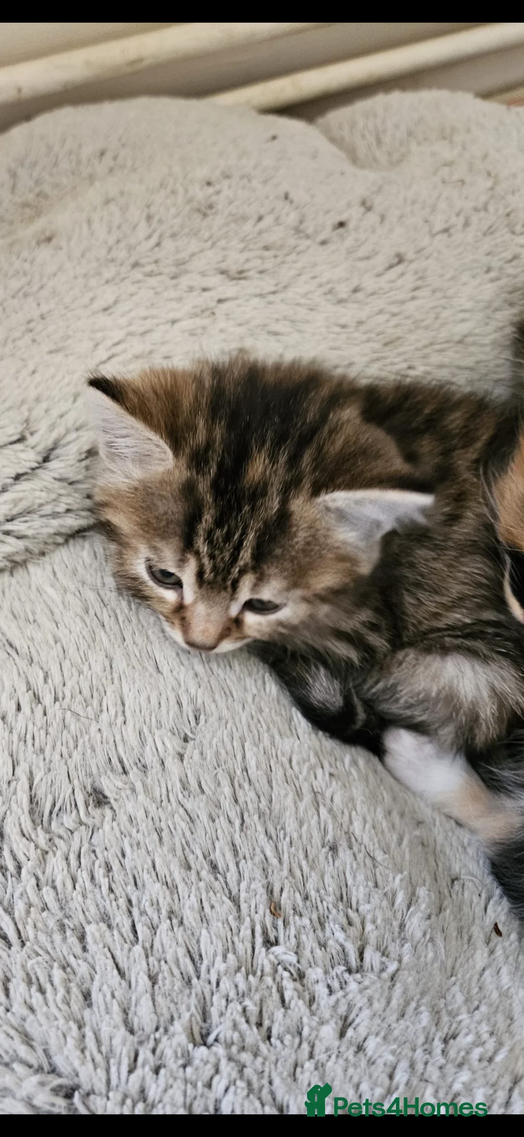 Mixed Breed cats for sale: Gorgeous mixed Breed Kitten - Advert 3