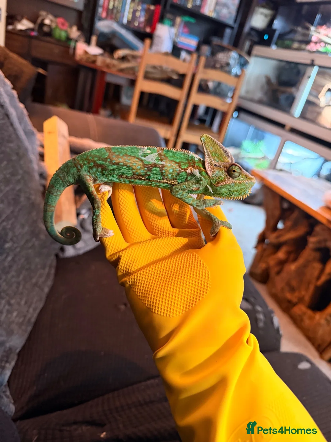 Chameleon reptiles for sale: Veiled chameleon male  - Advert 2