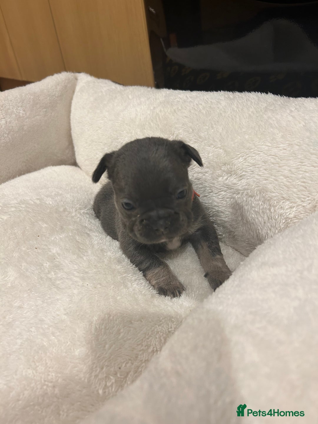 French Bulldog dogs for sale: 5⭐️ french bulldog pups 🐾 - Image 21