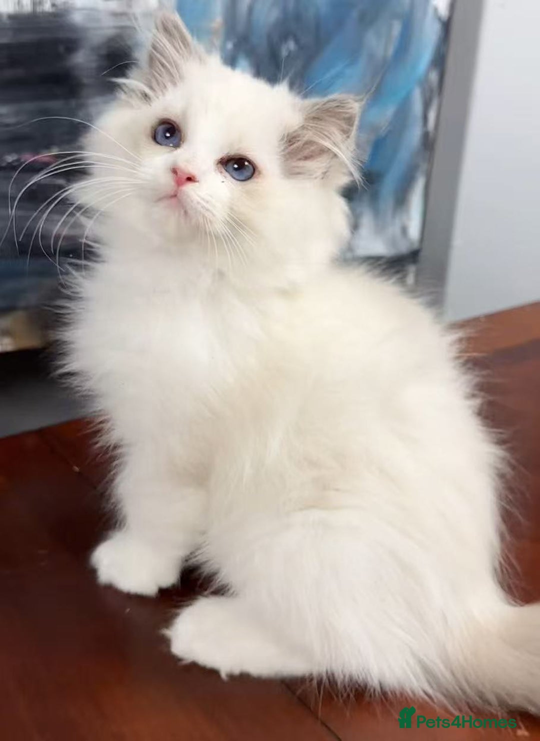 Ragdoll cats for sale: One Ragdoll kitten - Advert 1