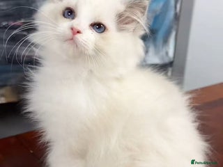 Ragdoll cats One Ragdoll kitten - Advert 2