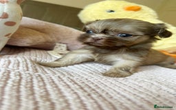 Shih Tzu dogs for sale: ONE PUPPY AVAILABLE READY NOW - Image 8