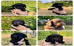 Sprocker dogs for sale: Working Sprocker Spaniel Puppies - Image 1
