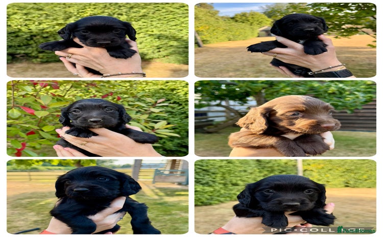 Sprocker dogs - Advert 3