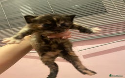 Mixed Breed cats for sale: kittens for sale - Image 2