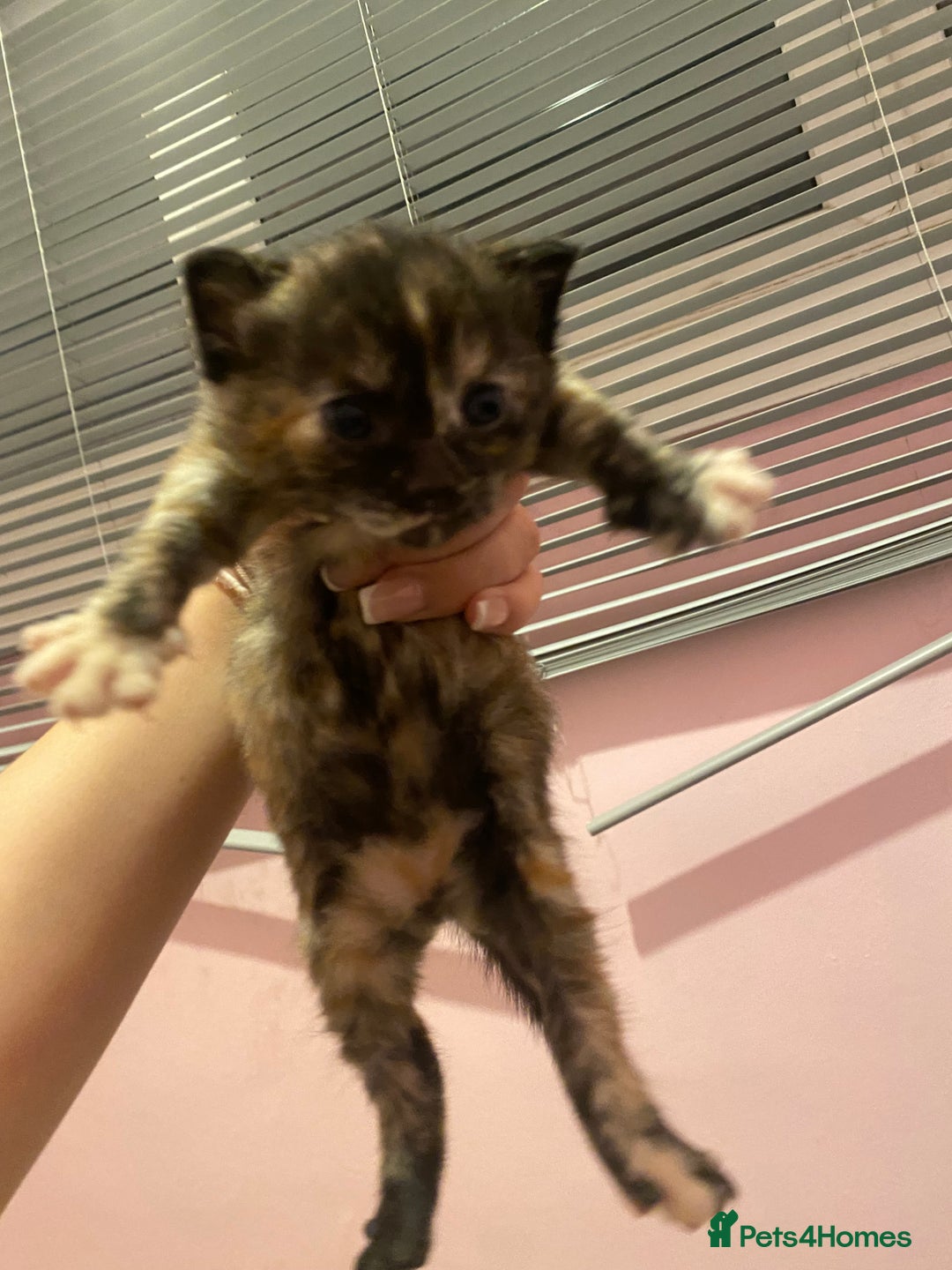 Mixed Breed cats for sale: kittens for sale - Image 2