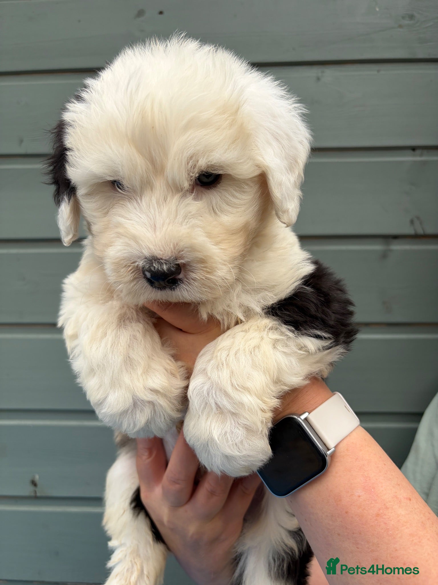 Old English Sheepdog dogs Kc Registered Old English Sheepdogs  - Advert 2