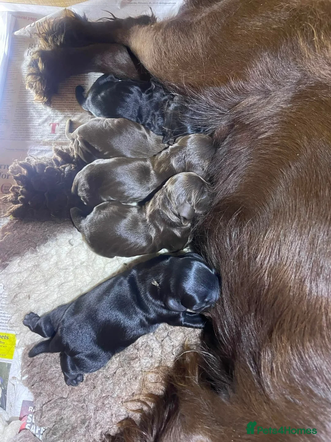 Cocker Spaniel dogs for sale: Gamekeeper bred working cockers - Advert 2
