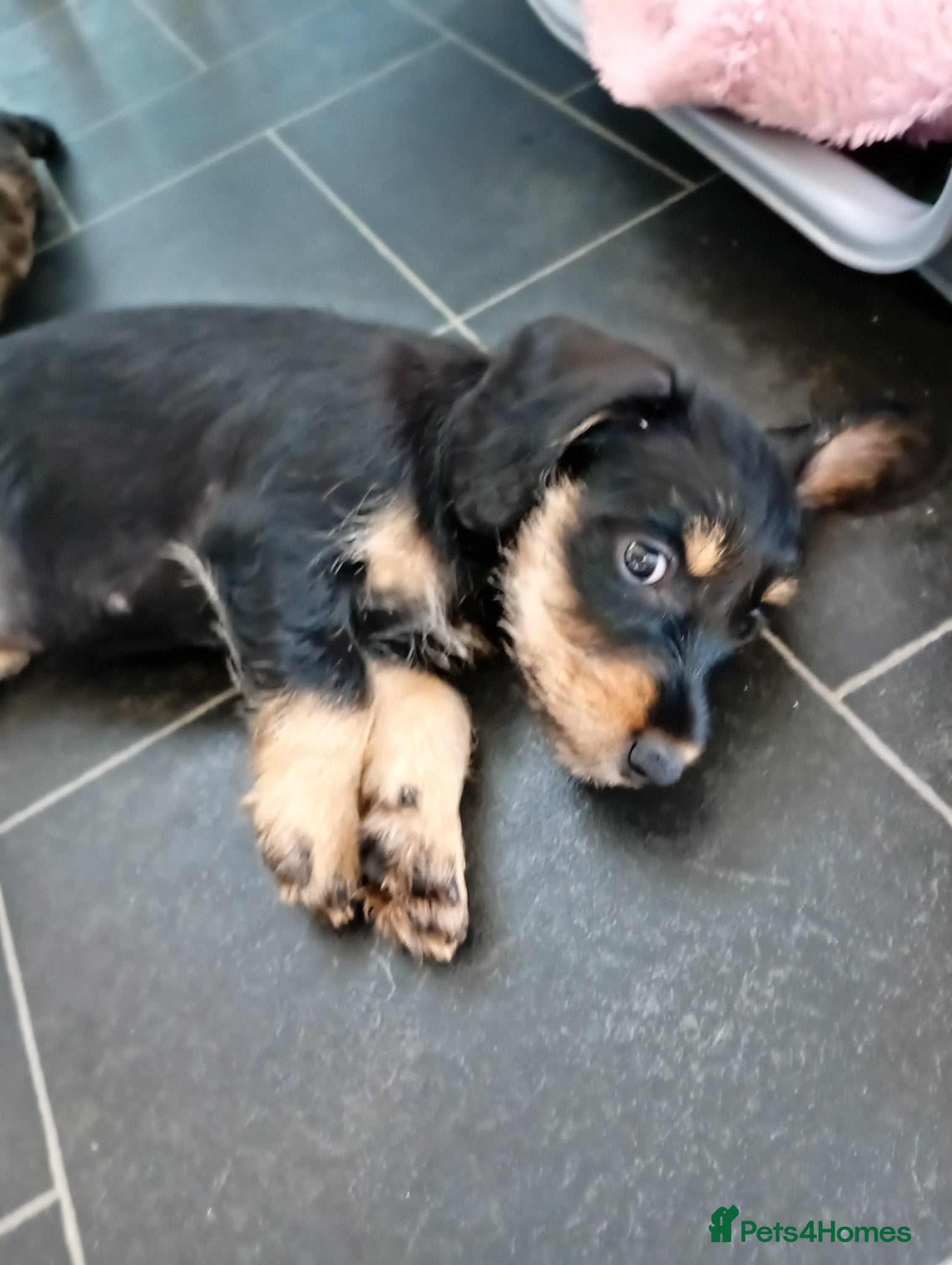 Mixed Breed dogs Miniature schnoxies  - Advert 2