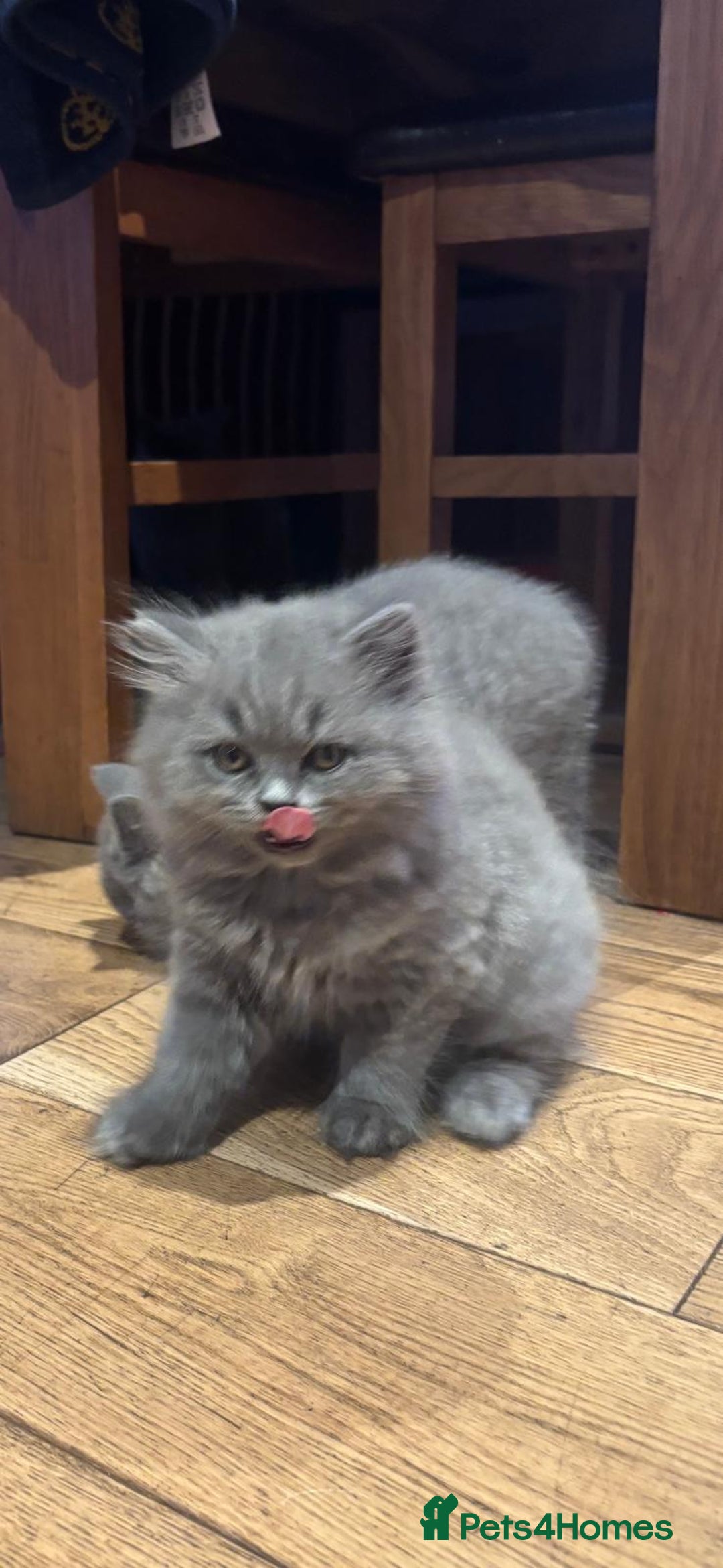 British Shorthair cats for sale: Beautiful GCCF Registered British Shorthair Kitten - Advert 4