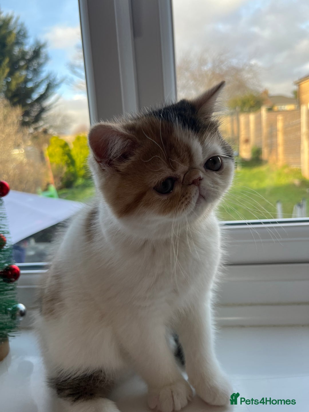 Persian cats for sale: Beautiful exotic CFA registered kittens - Advert 10