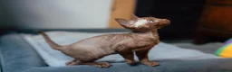 Devon Rex cats for sale: Adorable GCCF Registered Devon Rex Kittens - Advert 13