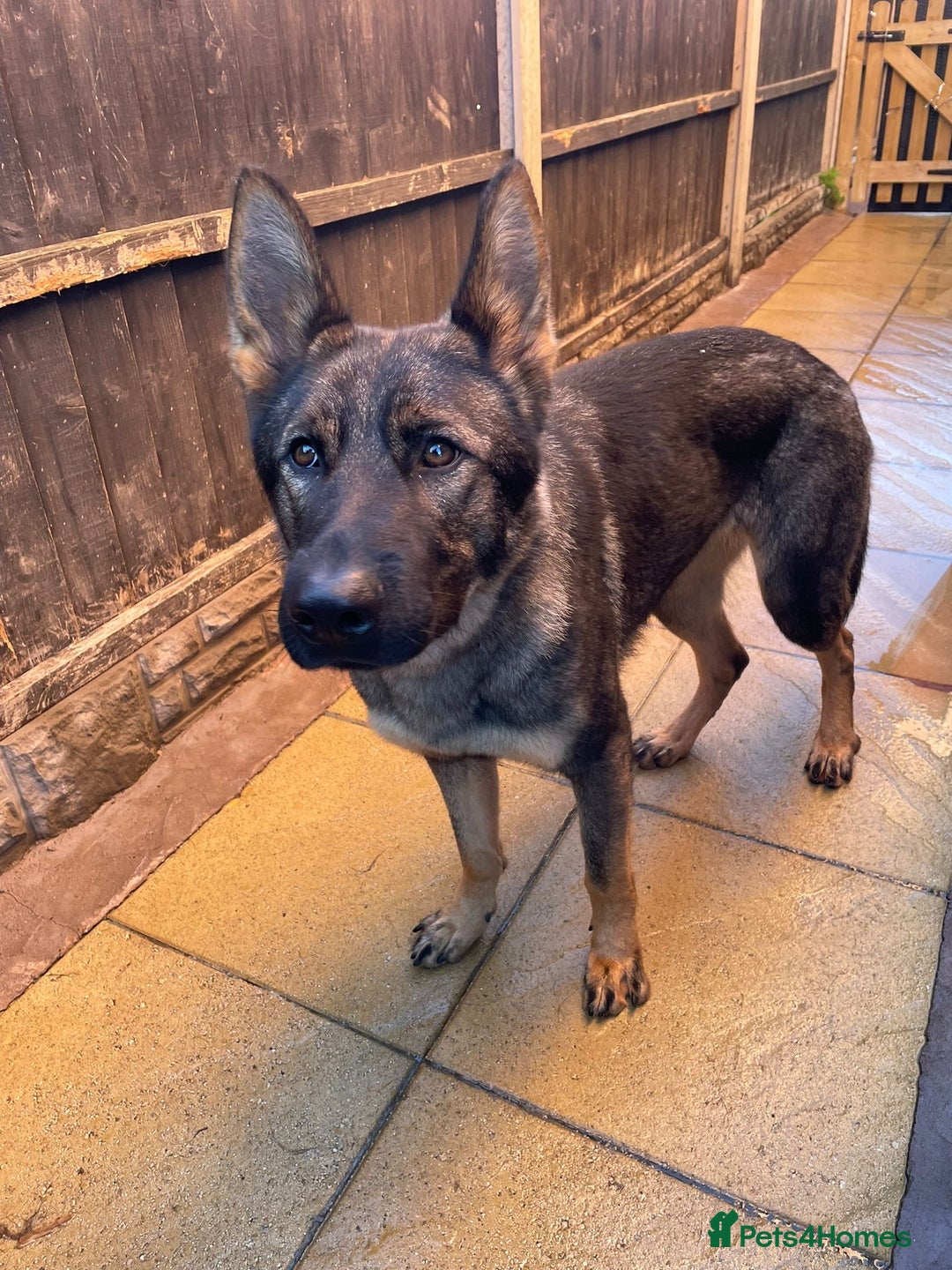 German Shepherd dogs for sale: *German Shepherd – 1 Year 6 Months Old* - Advert 12