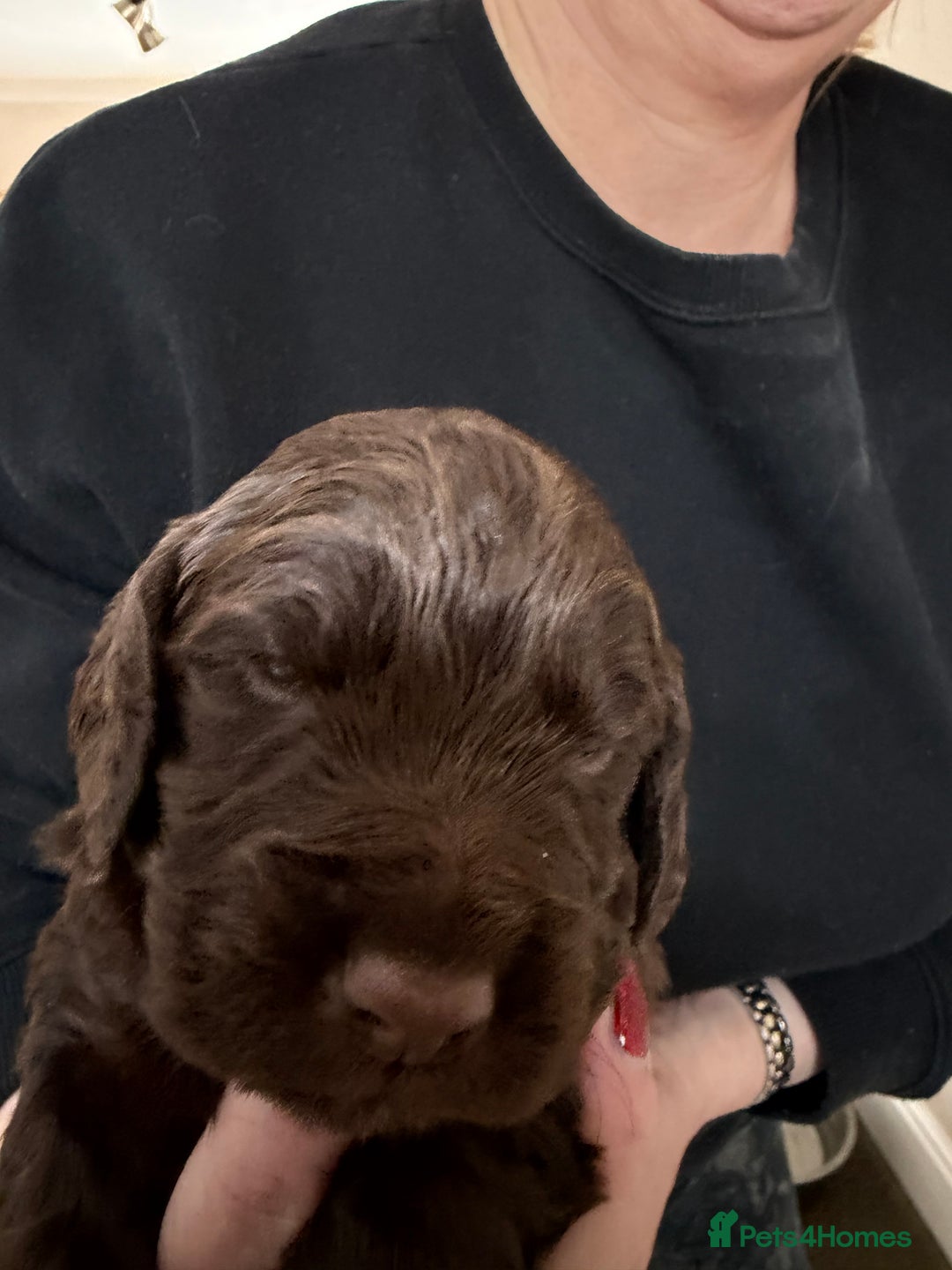 Cocker Spaniel dogs for sale: Working cocker spaniel puppies  - Advert 4