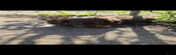 Miniature Dachshund dogs for sale: KC Miniature Dachshunds ready for forever homes - Advert 37