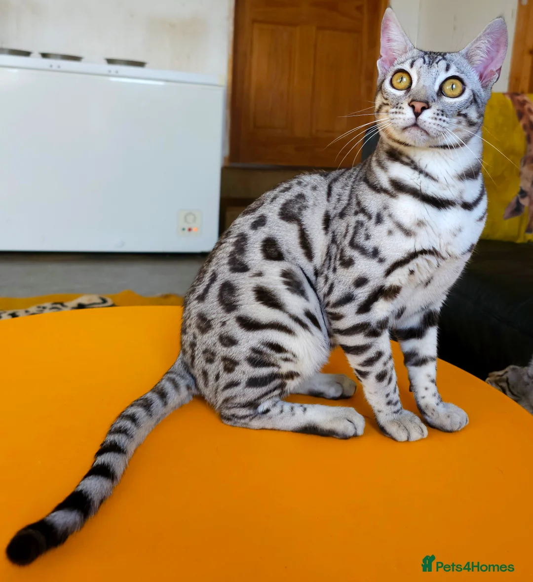 Bengal cats for sale: Exceptional Silver Rosetted Boy Available  - Advert 27