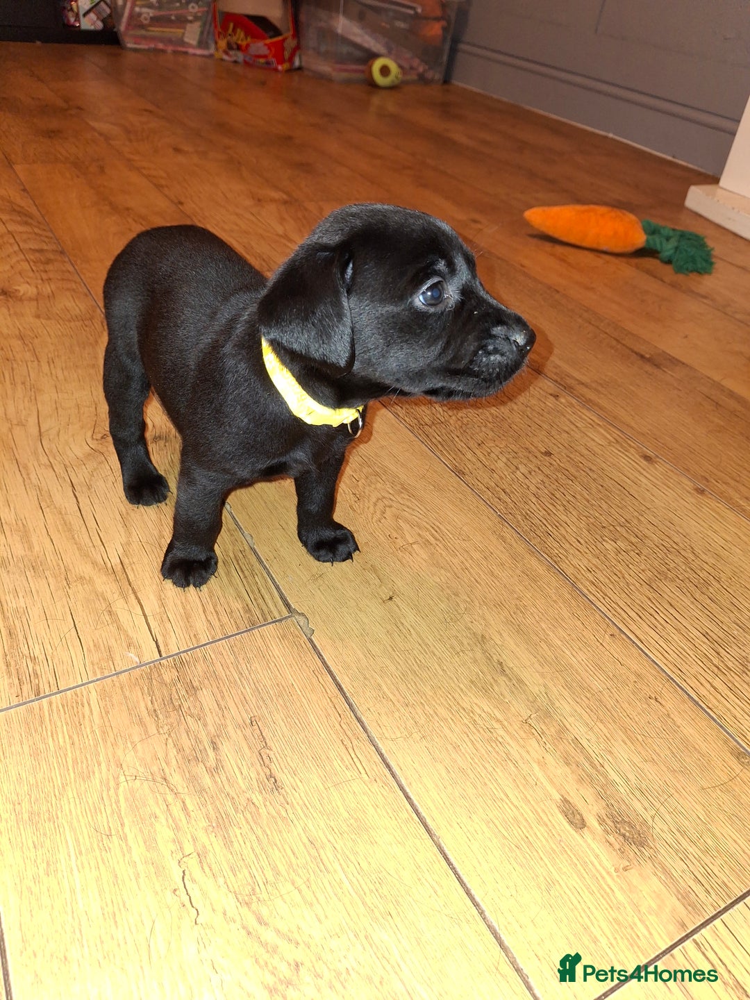Labrador Retriever dogs for sale: Black labrador puppies - Advert 15