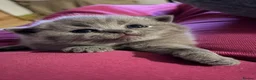 British Shorthair cats for sale: Beautiful kitties - Advert 6