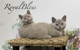 British Shorthair cats for sale: 👑ROYALBLESS STUNNING LILAC BRITISH SHORTHAIR  - Image 16
