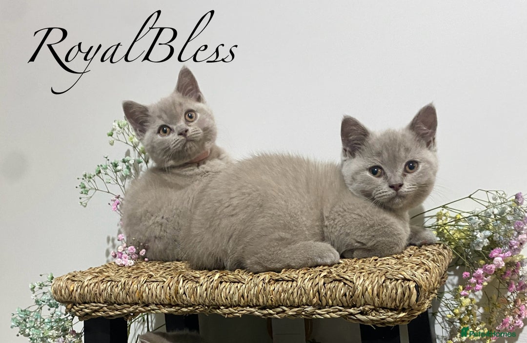 British Shorthair cats for sale: 👑ROYALBLESS STUNNING LILAC BRITISH SHORTHAIR  - Image 16