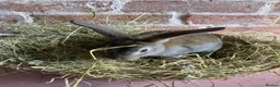 Rex rabbits for sale: Mini Rex Bucks  in Lincoln - Advert 8