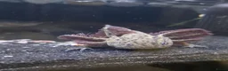 Axolotl reptiles for sale: Axanthic axolotl - Advert 5