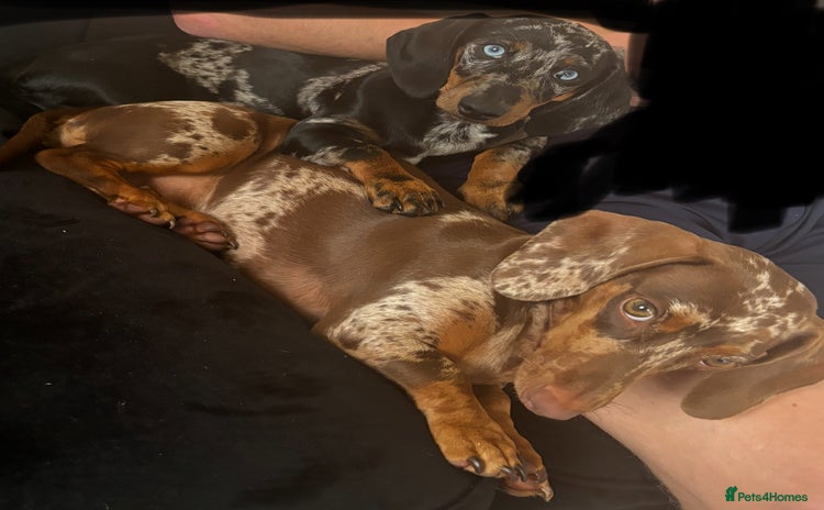 Miniature Dachshund dogs - Advert 4