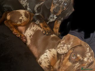 Miniature Dachshund dogs Two girl dashhounds - Advert 9