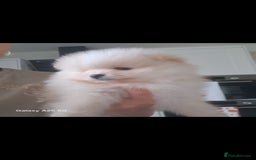 Pomeranian dogs for sale: Handsome Pomeranian - Image 13
