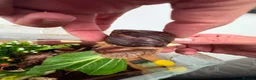 Snails invertebrates for sale: African giant land snails mixed sizes  in Bridgend - Advert 3