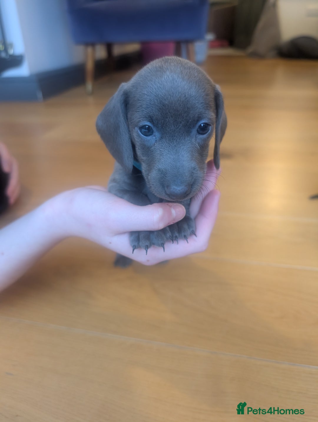 Miniature Dachshund dogs for sale: Beautiful litter of Miniature Dachsunds  - Advert 4