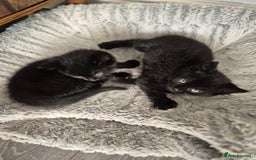 Bombay cats for sale: Gorgeous kittens 🐈‍⬛ - Image 3