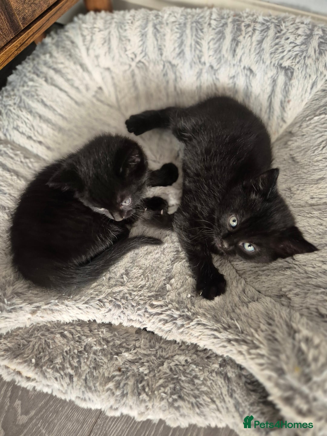Bombay cats for sale: Gorgeous kittens 🐈‍⬛ - Image 3