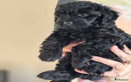 Cockapoo dogs for sale: Licensed Breeder for peace of mind  - Image 19