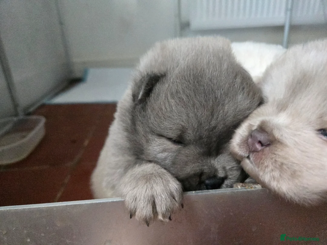 Chow Chow dogs for sale: Chow chow in Doncaster - Advert 2