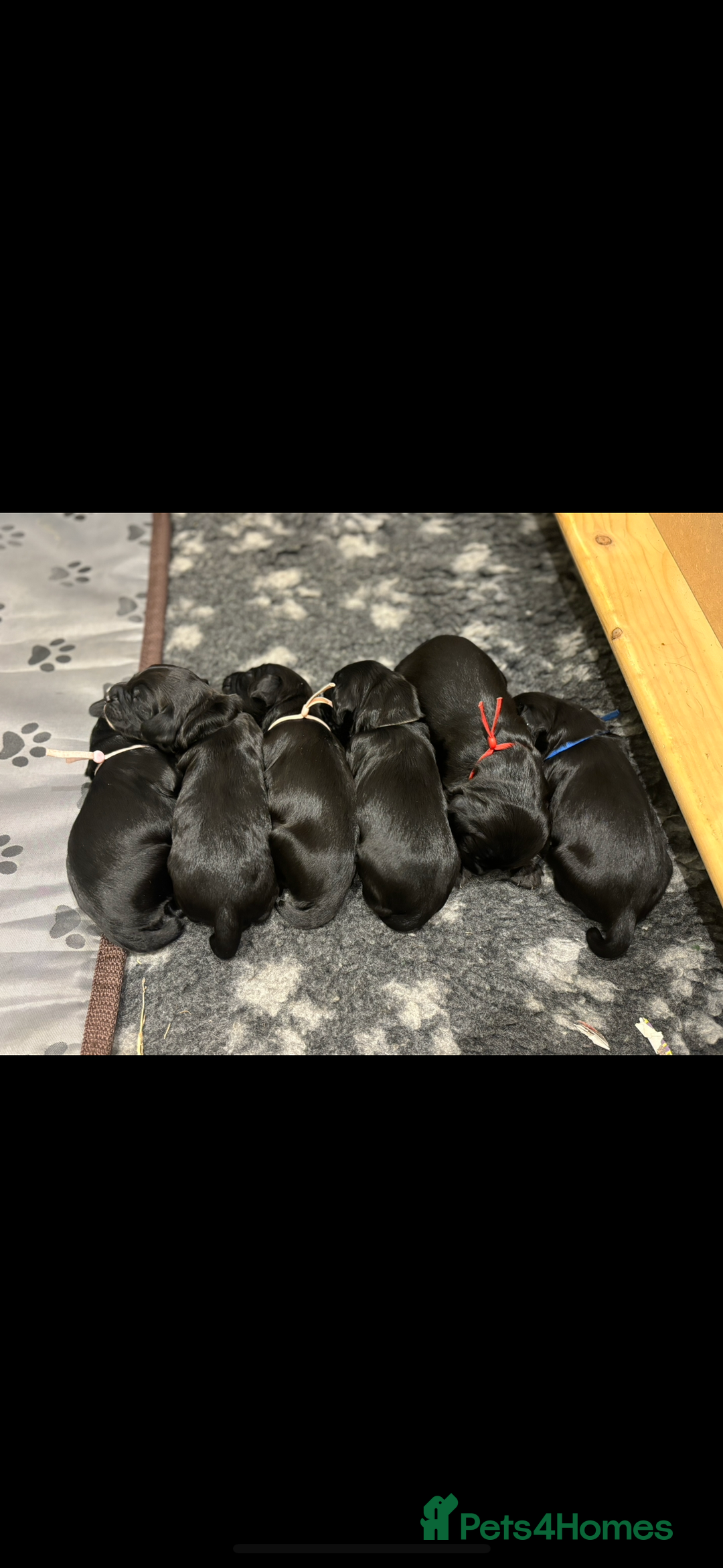 Cocker Spaniel dogs for sale: Kc registered working cocker spaniel - Image 3