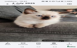 Ragdoll cats for sale: LAST REMAINING RAGDOLL - Female - ready now in Mexborough - Image 7