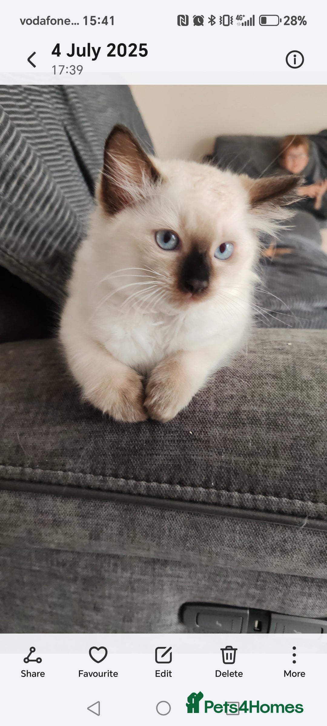 Ragdoll cats for sale: LAST REMAINING RAGDOLL - Female - ready now in Mexborough - Image 7