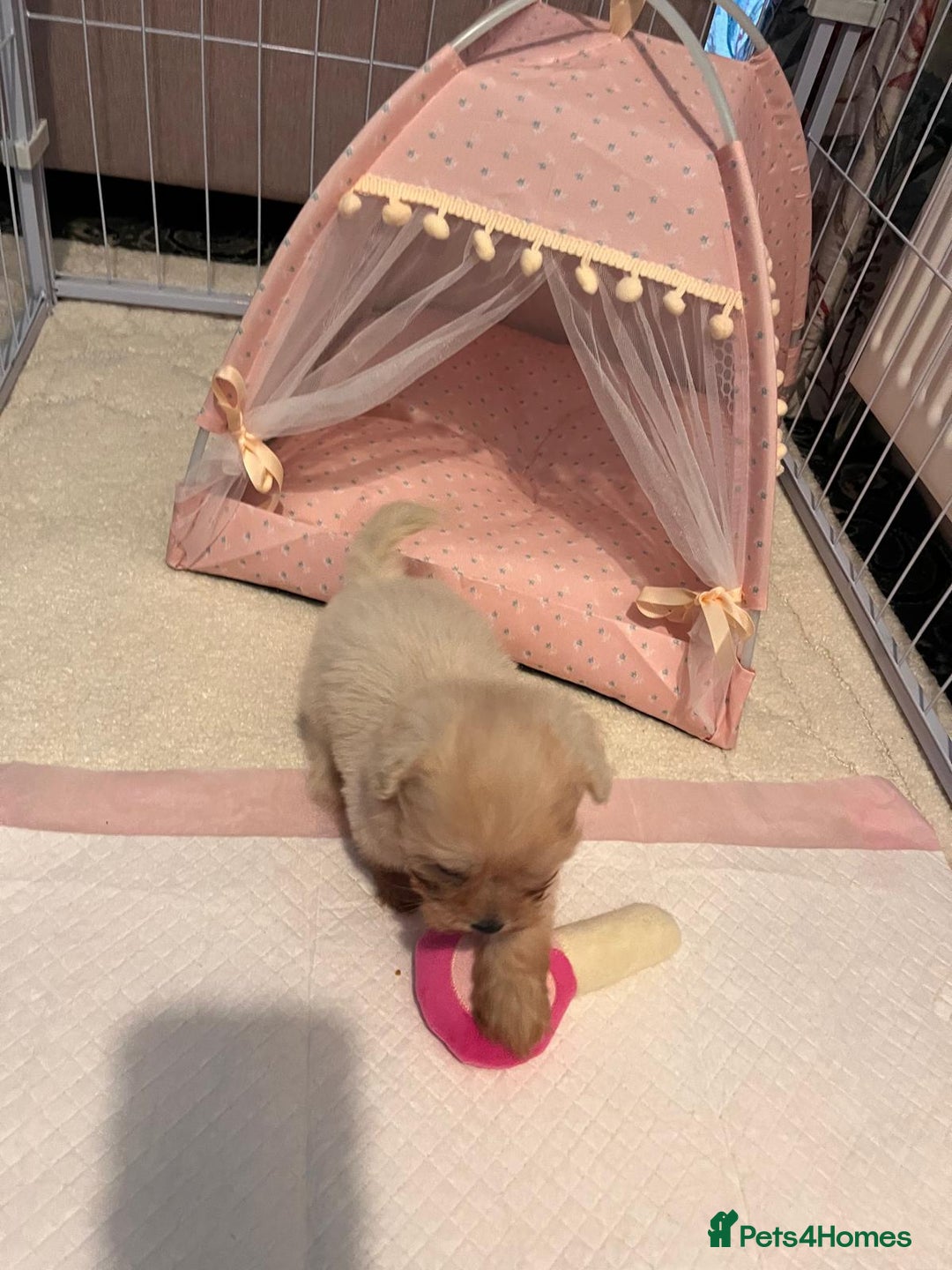 Maltipoo dogs for sale: Tea cup/ pocket puppy Maltipoo girl 🩷 - Image 11