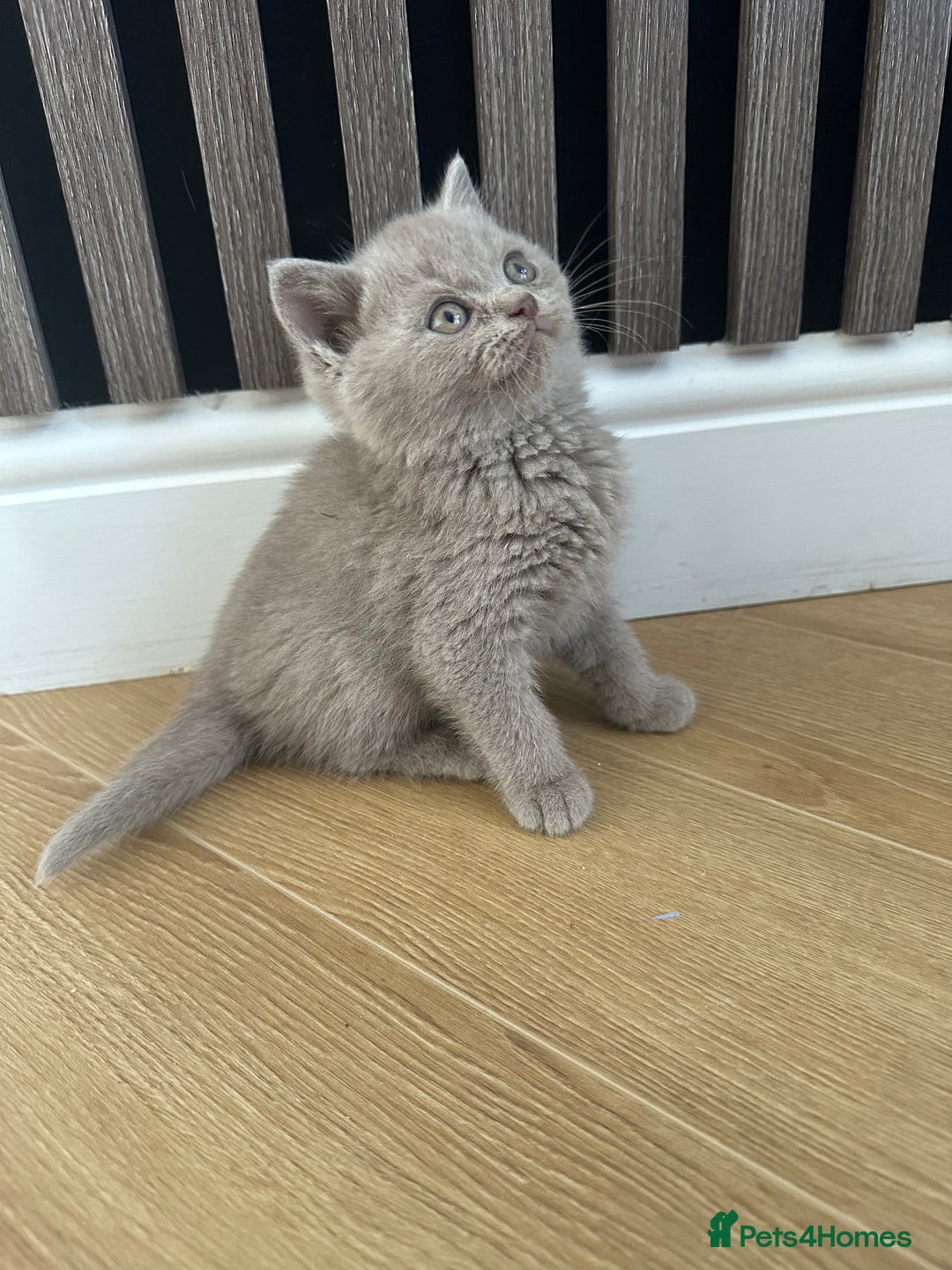 British Shorthair cats for sale: 🌈🌈😍😍Stunning Pure Pedigree Litter BSH ❤️❤️🌈🌈 - Advert 10