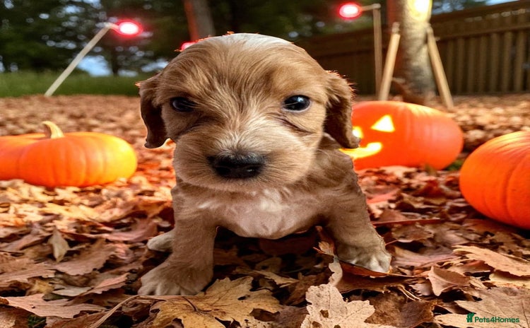 Cockapoo dogs - Advert 13