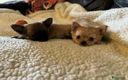 Chihuahua dogs for sale: Chihuahua long coat puppies ...only BOY left - Image 36