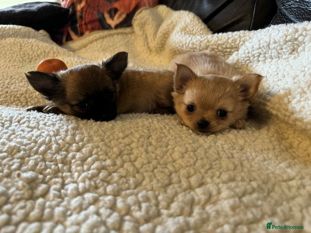 Chihuahua dogs for sale: Chihuahua long coat puppies ...only BOY left - Image 36