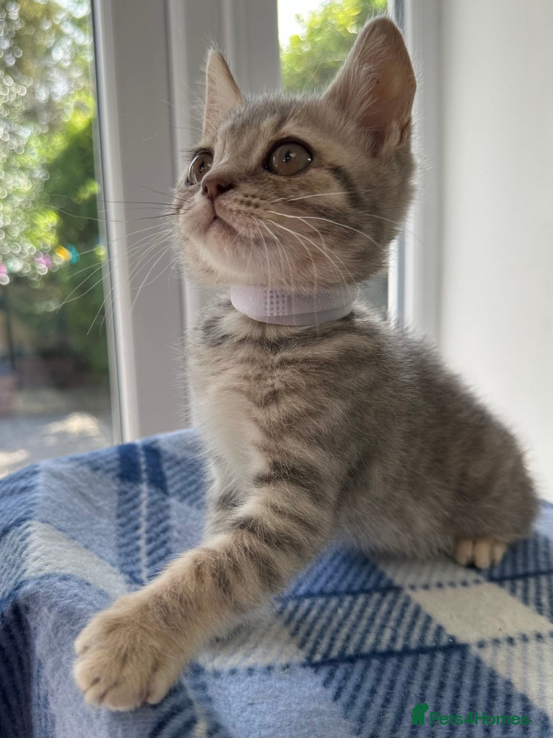 British Shorthair cats for sale: Purebred British Shorthair Grey Stripe Kittens - Image 26