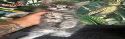 Mixed Breed cats for sale: Beautiful Maine coon mix kitten  in London - Advert 2