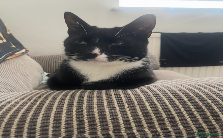 Domestic Shorthair cats - Advert 1