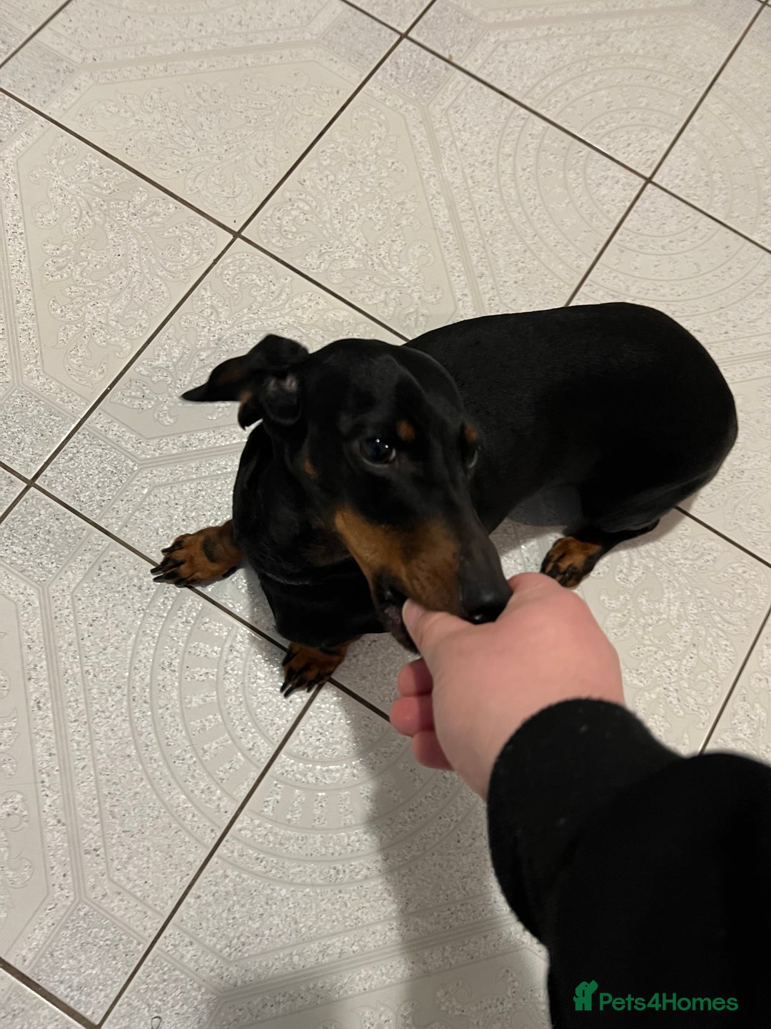 Dachshund dogs for sale: Dachshund Bitch for sale.(Ruby) - Advert 7