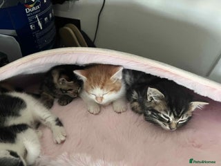 European cats Taby male kittens ready now - Advert 5